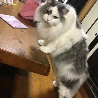 大型猫５歳の里親を探しております。
