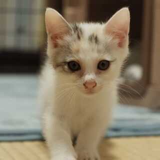 里親を募集しています