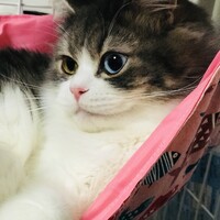 ロイエンタール