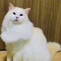 ミッターマイヤー