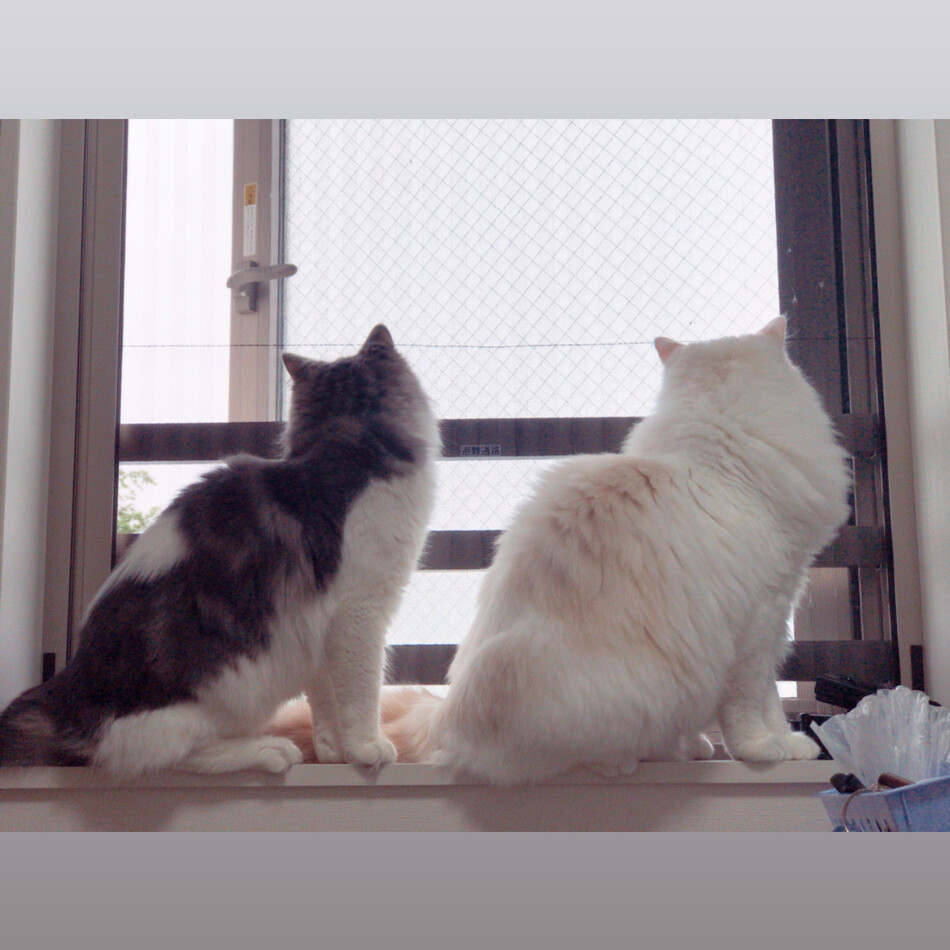 ミッターマイヤーのカバー写真