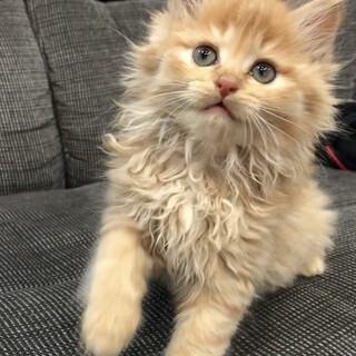 【一旦募集を停止します】