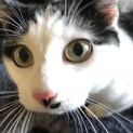 引越しした時に屋根裏に住み着いていました