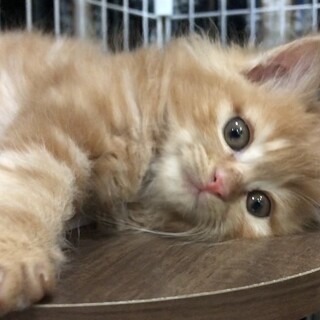 【一旦募集を停止します】