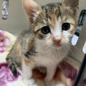 家族が出来ました♡三毛子猫♀推定2ヶ月齢☆