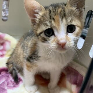 家族が出来ました♡三毛子猫♀推定2ヶ月齢☆