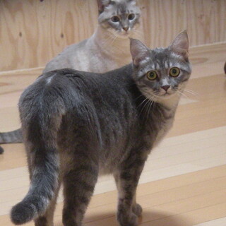 にゃんともニャマイキナな猫