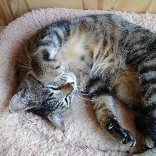 人間大好きニャンコ