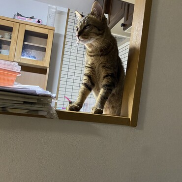 引っ越しが終わって隅々まで探検中です(о´ω`о)早く慣れてくれますように…