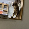 引っ越しが終わって隅々まで探検中です(о´ω`о)早く慣れてくれますように…