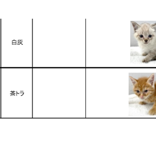 可愛い2匹の兄弟。収容期限5/29朝まで