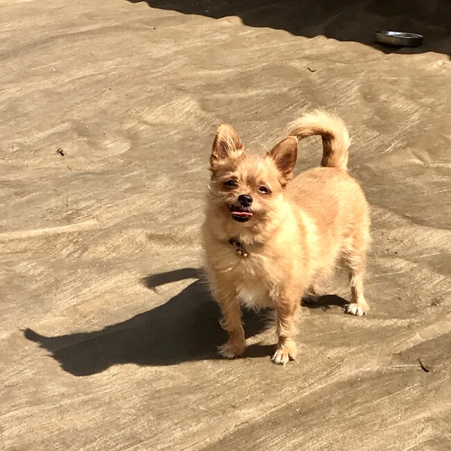 いっちー！！のカバー写真