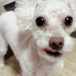 新しい家庭が決まりました！  ミルクくん4歳