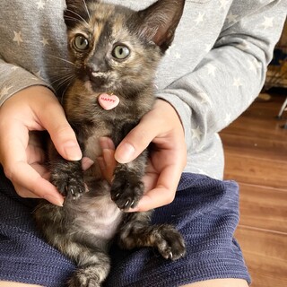 人が大好き。たけのこちゃん1ヶ月半
