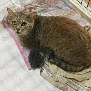 親子の猫ちゃん2匹