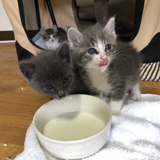 !かわいい子猫様の里親募集！