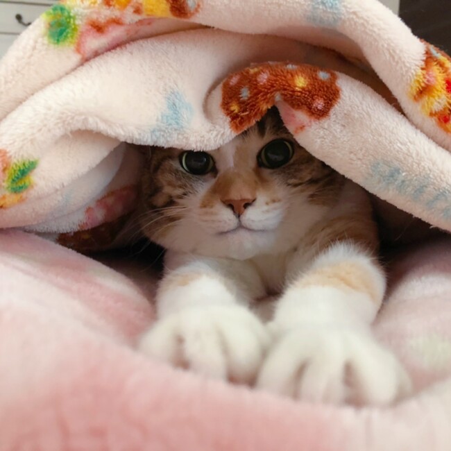 ひとみはやとのカバー写真
