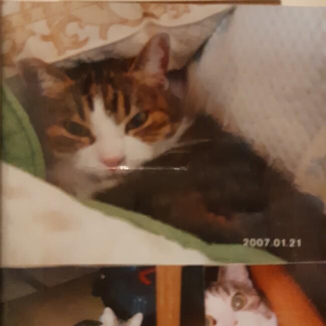 ちゃめさくらのカバー写真