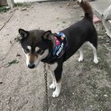 4才柴イヌ
