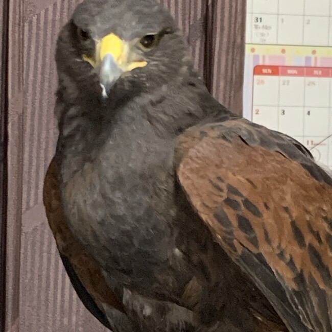 かのてんのカバー写真