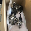 捨て猫ひらいました。