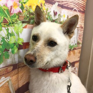 美人野犬、キラキラ姫、なりちゃん→トライアル中！