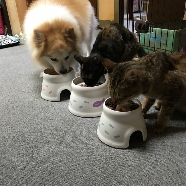 ポミレのカバー写真