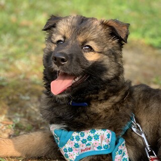 たぬきち君、里親決定