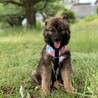 たぬきち君、里親決定 サムネイル2