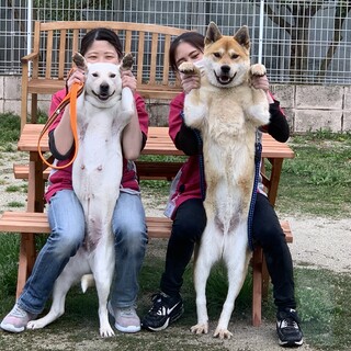 突然捨てられた姉妹犬