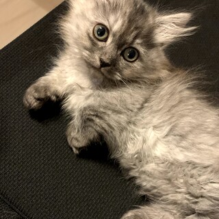 【里親決定】生後2ヶ月半短足ミヌエットの女の子