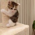 2ヶ月　兄妹子猫