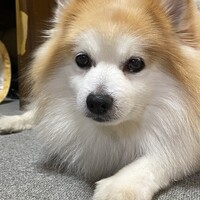 ポッキー