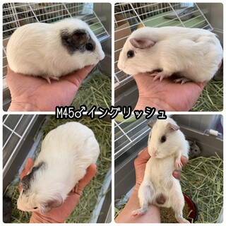 仮名ポーンくん