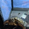 りょり