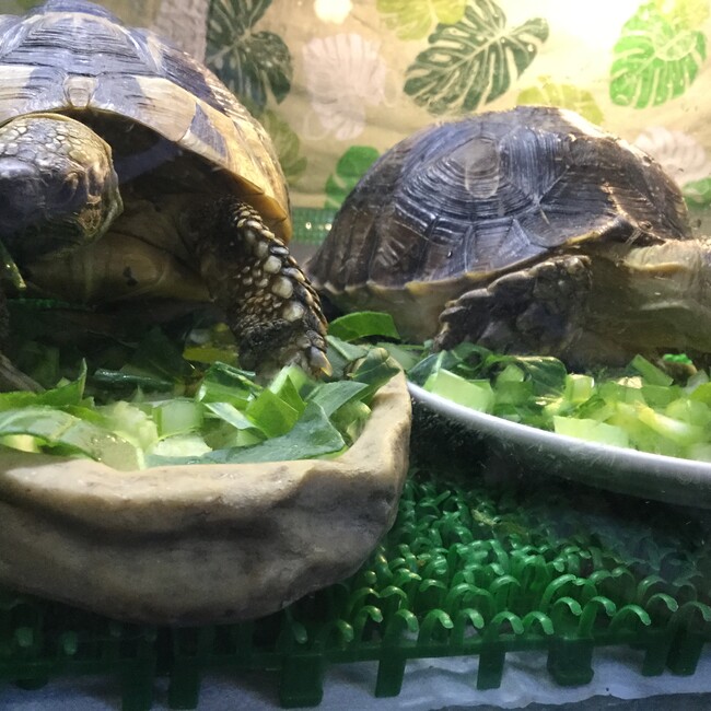 りょりのカバー写真