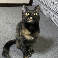ミカ