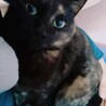 きなこ