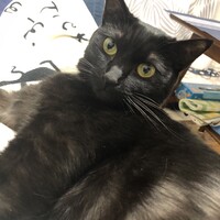 のあ