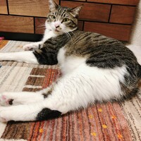 ぴの