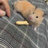 ゆきちぃ