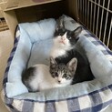 空き家でうまれた仔猫のハチワレくん