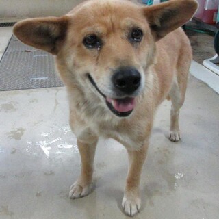 【助けてください】おとなしいお耳の大きな女の子