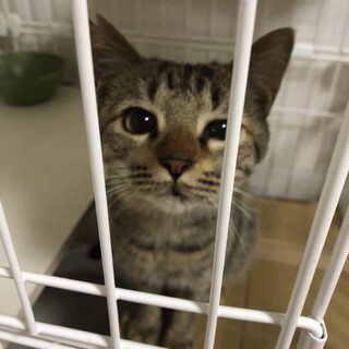 人馴れ最強の甘えん坊ちゃん