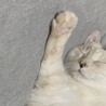 こつねね