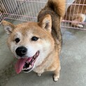 柴犬のハイカちゃん