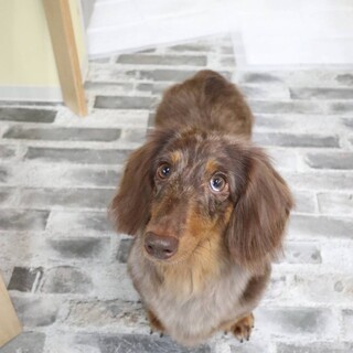 ☆あくあ☆里親さま決定☆