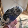 セキセイインコ(雌)の募集 サムネイル3