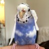 セキセイインコ(雌)の募集 サムネイル2