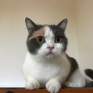 可愛がって下さる方にお譲りします。